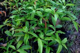 Image result for Ocotea