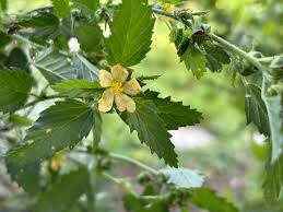 Image result for Malvastrum coromandelianum