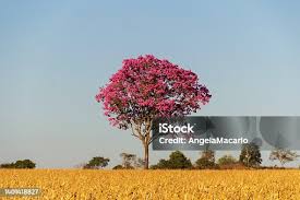 Image result for Handroanthus sp. near impetiginosus