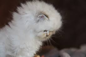 Imaya Femelle British Longhair Seal Golden Tabby Point Cat Chat Babycat Kitten Britishlonghair Colorpoint Bordeaux Arth Baby Cats Cats Golden Tabby