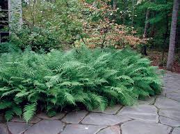 Southern Woods Fern Is A Good One For Massing In Shaded Moist Beds Southern Garden Landscaping Plants Southern Landscaping