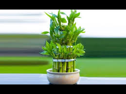 Vendemos tus muebles de una manera rápida y see more of ventas y alquiler de casas y apartamento en santo domingo rep.dom on facebook. Bambu De La Suerte O Lucky Bamboo Jardineria Youtube