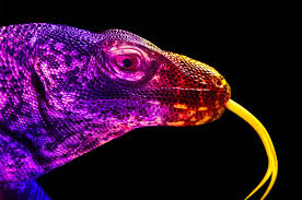 One species of jellyfish is immortal. Astonishing Animals That Illuminate Human Health Ucsf Magazine