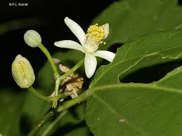 Image result for Grewia glandulosa