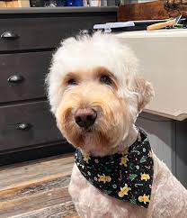 Debra Neidigh-Wicks (@wicksdoodles) • Instagram photos and videos