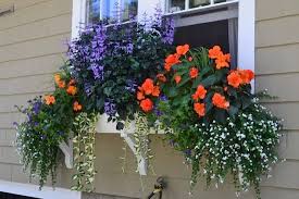Impatiens 'pink swirl' — 4 Window Box Contest Home Facebook