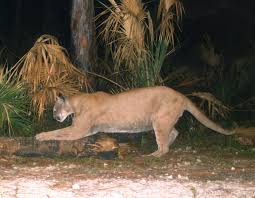Bobrovsky enters at start of third period in relief of driedger. Datei A Florida Panther Using A Tree As A Scratching Post 7656791736 Jpg Wikipedia