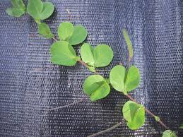 Image result for Chamaecrista wittei