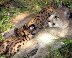 Pin On Big Cats Cougars