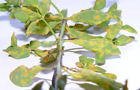 Image result for Secamone delagoensis