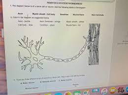 This worksheet contains basic conceptual questions about human nervous system. Solved Nervous System Worksheet 1 The Diagram Below Is O Chegg Com