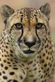 San Diego Zoo Safari Park Cheetah Run For Your Life San Diego Zoo Safari Big Cat Family San Diego Zoo Safari Park African Cats