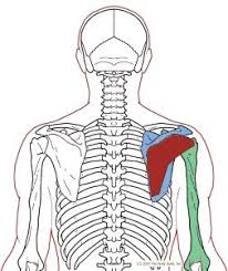 Pin On Anatomy