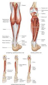 11 36 Muscles Of The Posterior Leg Human Body Anatomy Body Anatomy Muscle Anatomy