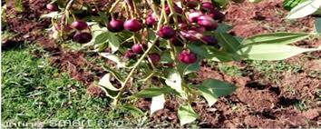 Image result for Scolopia theifolia