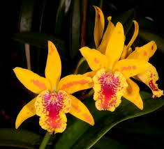 Image result for Kirkiaceae