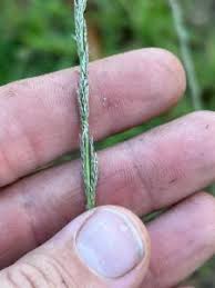 Image result for Sporobolus natalensis