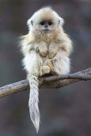 I Don T Know What This Is But I Need To Snuggle One Goruntuler Ile Komik Hayvan Sevimli Hayvan Yavrulari Hayvan Yavrulari