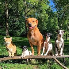 Rescue Cat Leads A Pack Of 4 Dogs And 2 Ducks And Gives Them Cuddles Unlikely Friendships In 2020 Cat Rescue Cat Lead Dogs
