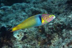 Photographs Of Wrasses And Parrotfishes Family Labridae Sea Fish Wrasse Fish Pet