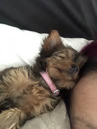 She will come home with her first set of. Morkie Puppies For Sale Jacksonville Fl 307243