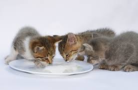 Can i give my cat almond milk? Can Cats Drink Almond Milk Is Almond Milk Good For Cats