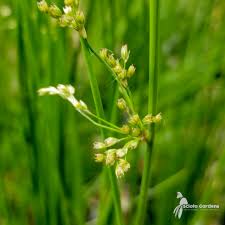 Image result for Juncus