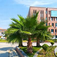 Image result for Wiesneria filifolia