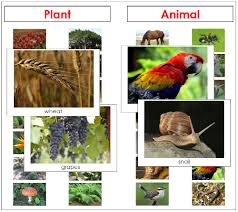 Plant Or Animal Montessori Science Animals Plants