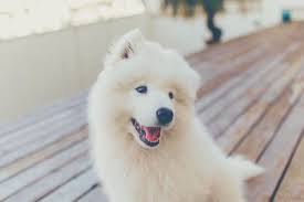 Understandably, the samoyed lab mix combines the physical and behavioral traits of its parent breeds. Can You Feed Samoyed Puppies Homemade Food Samoyed Dogs Guide