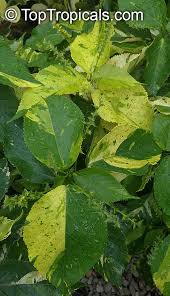 Image result for Acalypha ornata