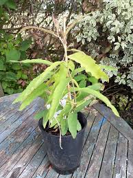 Image result for Eucalyptus citriodora