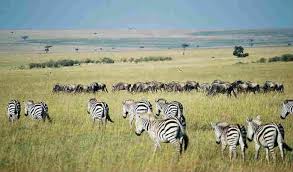 Why do zebras have stripes? Jungle Maps Map Of Africa Where Zebras Live