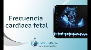 Frecuencia Cardiaca Fetal Youtube
