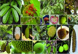 Image result for Artocarpus