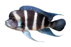 What'S The Ideal Tank Set-Up For Cichlids - Live Fish Direct