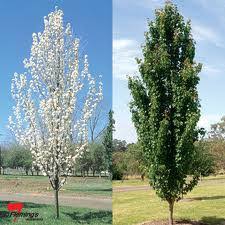 This phenomenal flower display in early spring is such a welcome sight! Comparing Street Pear Trees Puget Sound Plants