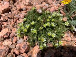 Image result for Sagina abyssinica