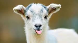 Maybe you would like to learn more about one of these? Rahsia Untung Besar Ternakan Kambing Yang Sebenar Semakan Online