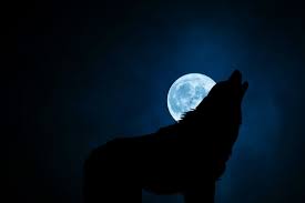 Find the best wolf howling at the moon wallpaper on wallpapertag. Full Moon Wolf Wallpaper Hd