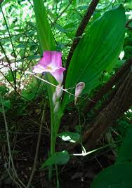 Image result for Siphonochilus kirkii - yellow-flowered form