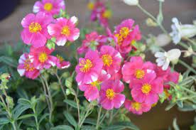 Maybe you would like to learn more about one of these? Helianthemum Raspberry Ripple