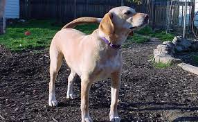 Beagle Lab Mix Complete Facts About The Beagador Petmoo