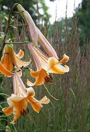 Pin By Grifo Estylo On Flores Trumpet Lily Lilium Lily Flower