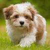 We are expecting havanese puppies the middle of march. Https Encrypted Tbn0 Gstatic Com Images Q Tbn And9gctjncyutfh7 Nrahwrxirdligtthbwbga3plekprcl9ip8 X5v3 Usqp Cau