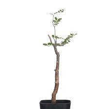 Image result for Commiphora tenuipetiolata