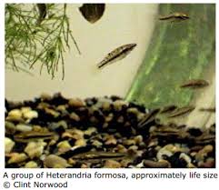 Image result for Hyparrhenia formosa