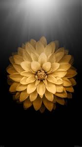Wallpaper Flower Iphone Flower Iphone Wallpaper Floral Wallpaper Iphone Flower Wallpaper