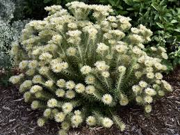 Image result for Phylica