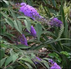 Image result for buddleia davidii